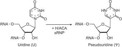 H/ACA Small Ribonucleoproteins: Structural and Functional Comparison Between Archaea and Eukaryotes